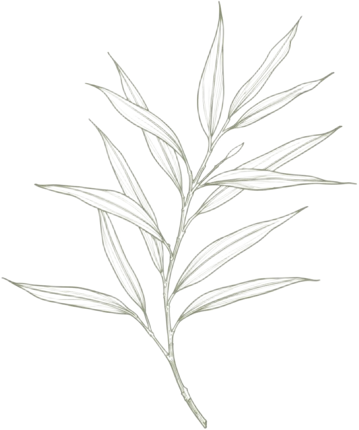 Botanical branch